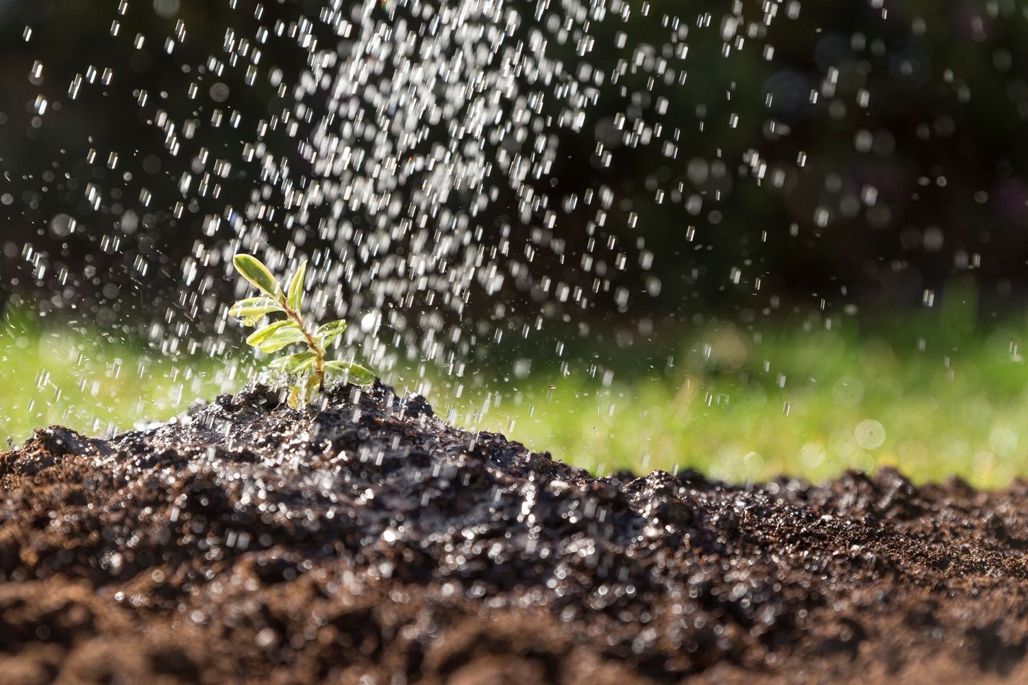water-falling-plant.jpg water-falling-plant.jpg